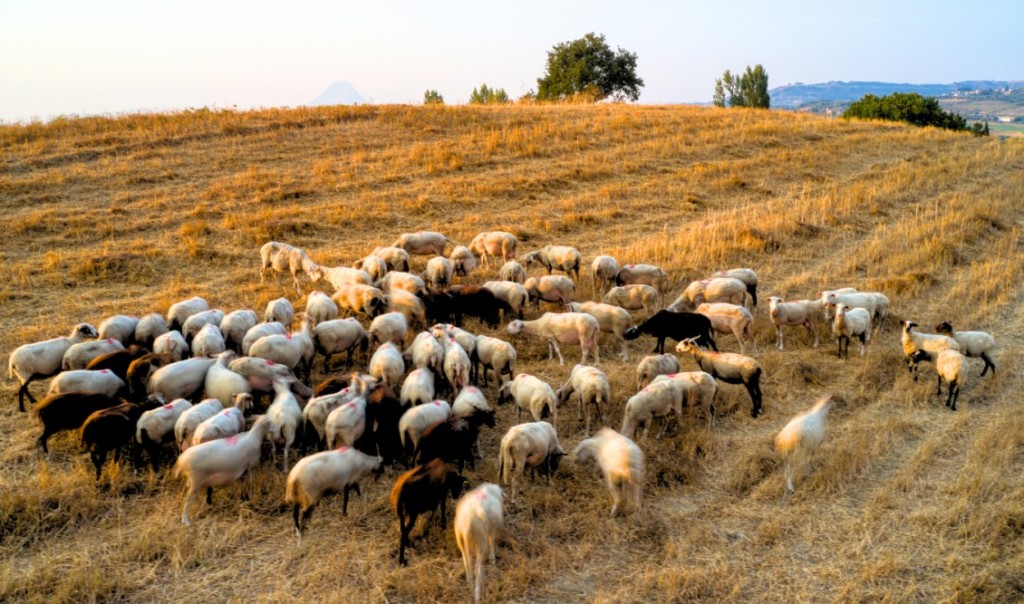 Αγρίνιο: Σταδιακά η κανονικότητα για τα αμνοερίφια στα κρεοπωλεία