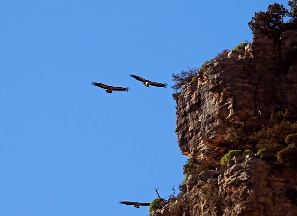 Φαράγγι Κλεισούρας: Εντυπωσιακές εικόνες από όρνια σε ένα επιβλητικό τοπίο