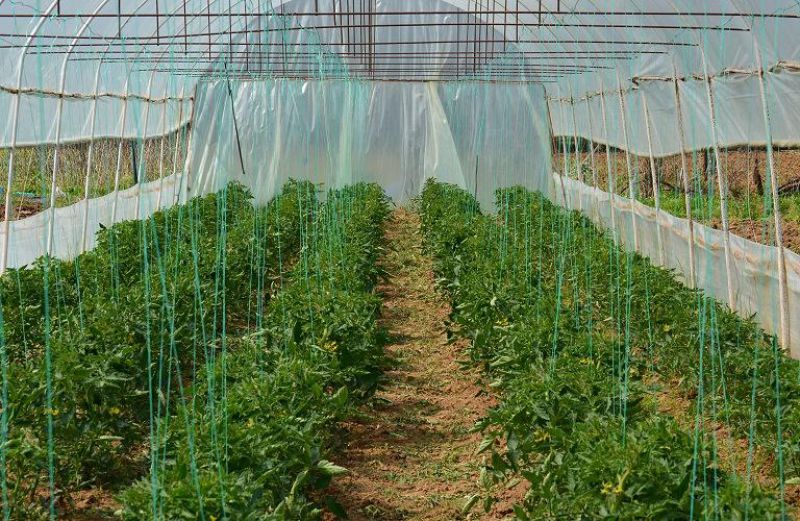 Βιολογική Γεωργία 2016: Πληρωμές για 671 δικαιούχους στην Αιτωλοακαρνανία