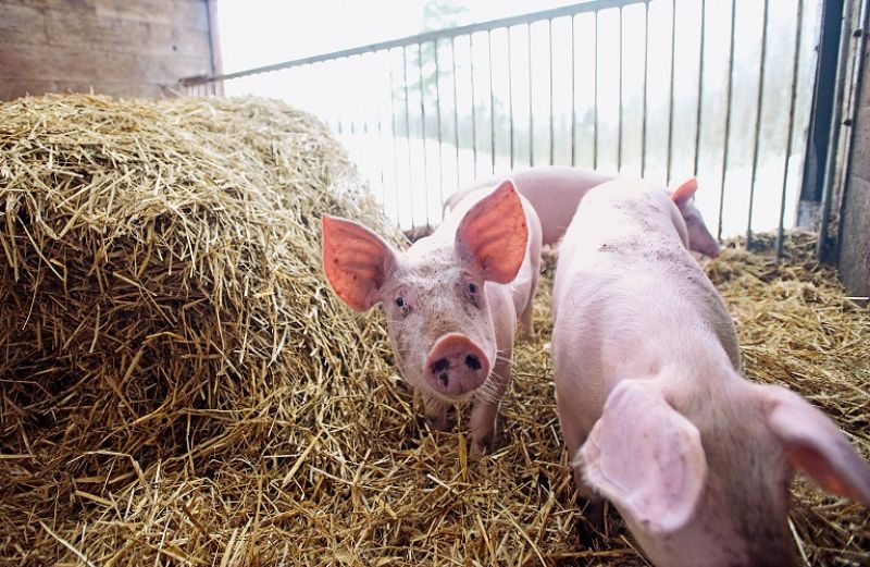 Αφρικανική Πανώλης των Χοίρων: τα ειδικά μέτρα που ανακοινώθηκαν