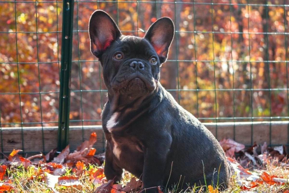 Έχετε αναρωτηθεί; – Γιατί οι σκύλοι μυρίζουν ο ένας τον πισινό του άλλου;
