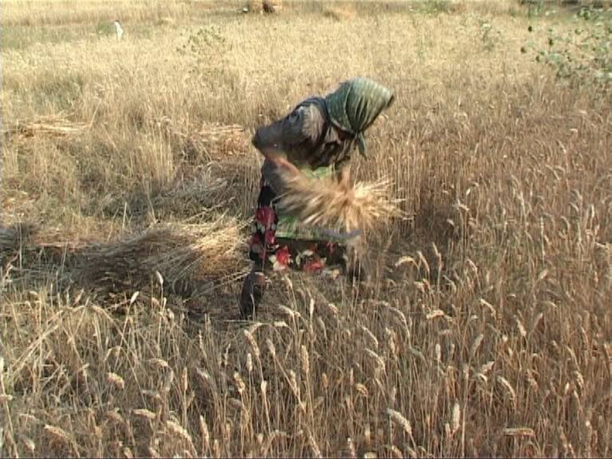 Το θέρισμα στην περιοχή του Λευκού Τριχωνίδας πριν χρόνια (video, φωτο)