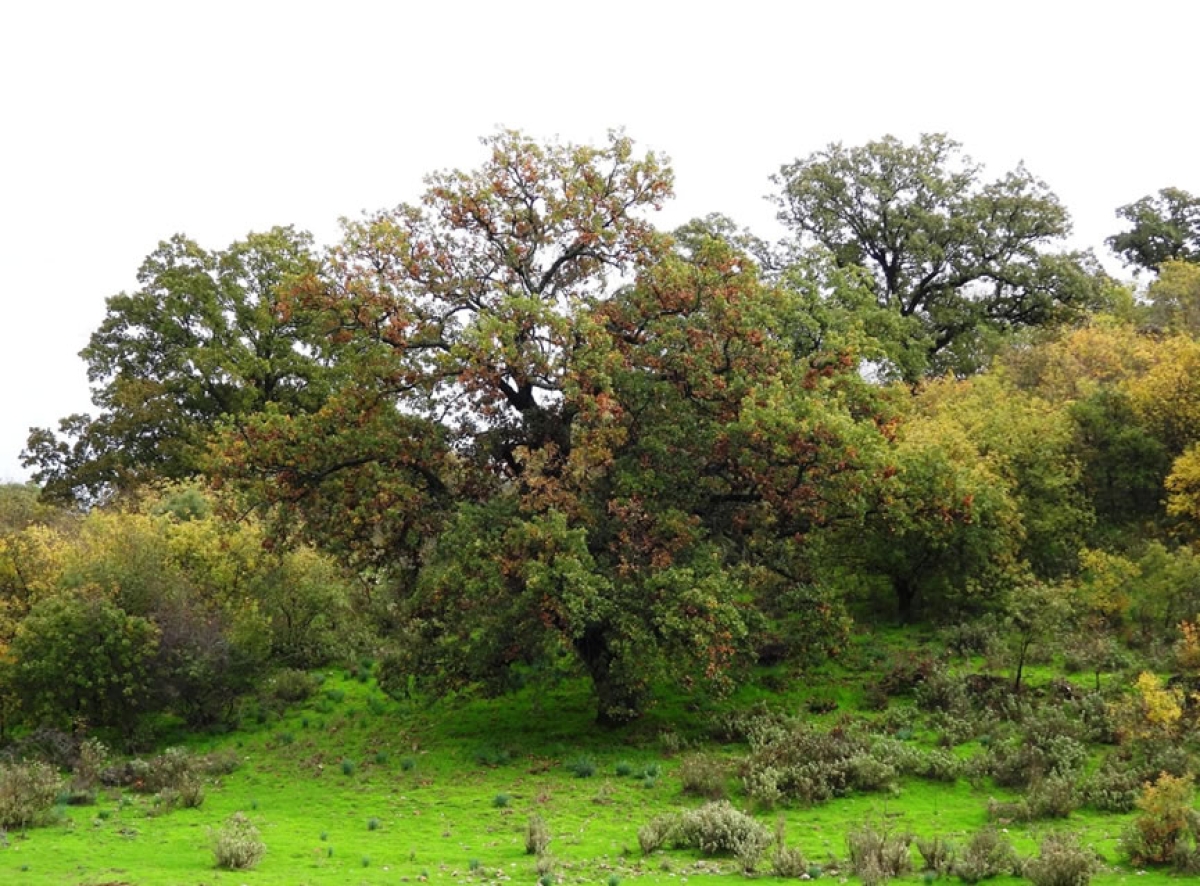 Το Bελανιδοδάσος του Ξηρομέρου και ο Kόσμος του βελανιδιού…