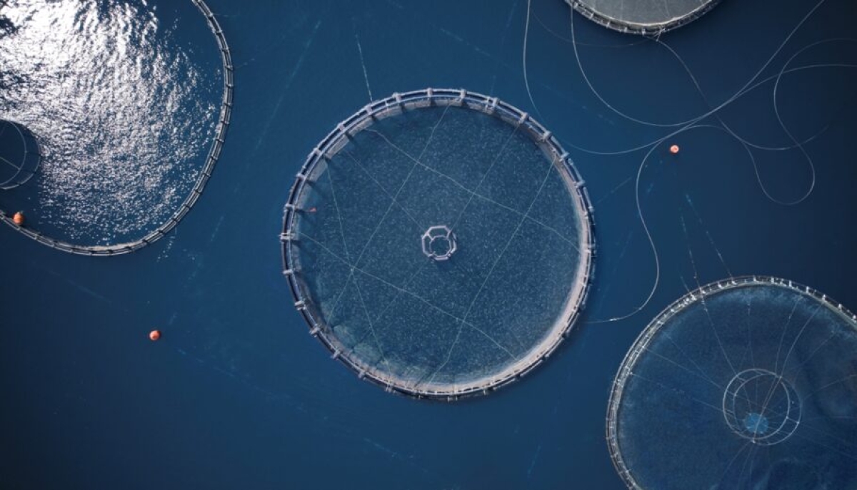 Θυσιάζουν της παρθένες ακτές  της Αιτωλοακαρνανίας στο λόμπι της ιχθυοκαλλιέργειας