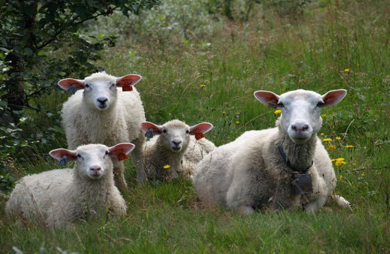 Αντιμετωπίστε τους ψύλλους και τα άλλα εξωπαράσιτα