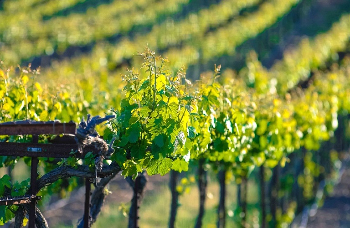 Οι Βρυξέλλες δεν προβλέπουν έκτακτες ενισχύσεις για τον αμπελοοινικό τομέα