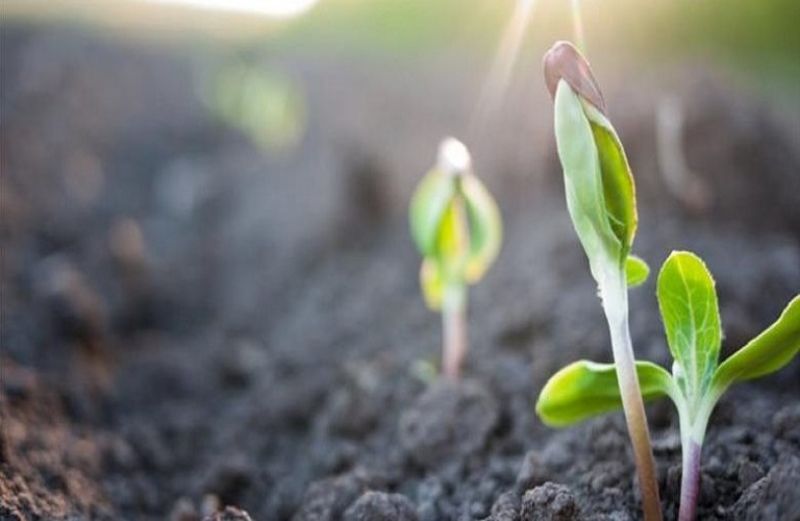 805.000 ευρώ για τη θωράκιση του φυτικού κεφαλαίου της χώρας