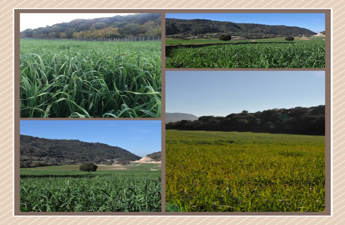 Ποια δικαιολογητικά αγροτεμαχίων χρειάζονται για τις πληρωμές