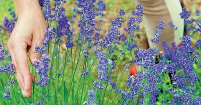 Περιζήτητα στο εξωτερικό τα αρωματικά φυτά της Αιτωλοακαρνανίας