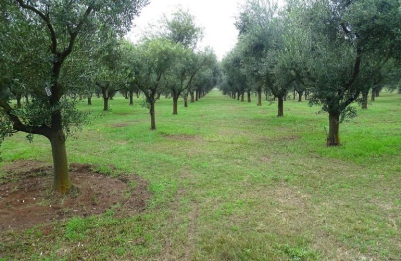 Ελιές: θρεπτικά στοιχεία - λίπανση