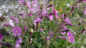 Μάρτιος (ενα καλιτεχνικό βίντεο με θέμα τον μήνα Μάρτιο)