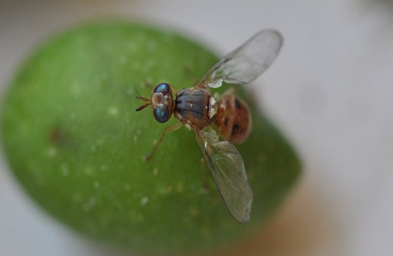 Παραμύθι δίχως Δ(ρ)άκο