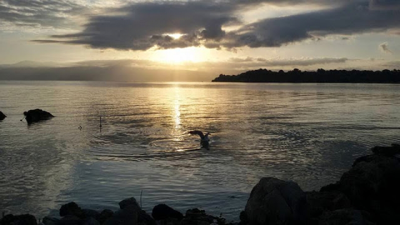 Παλιάμπελα: Οι γλάροι του Αμβρακικού