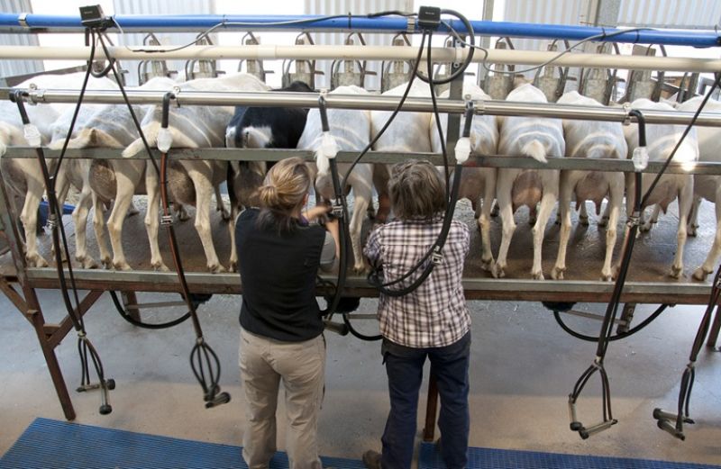 Παρατείνεται η προθεσμία κατάθεσης φακέλων τελικής πληρωμής των συνεχιζόμενων πράξεων του Μέτρου 123Α