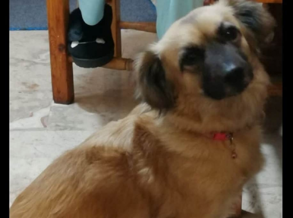 Έγιναν ξαφνικά όλοι φιλόζωοι στην καραντίνα – Τι τύχη είχαν τα σκυλάκια μετά το πρώτο lockdown