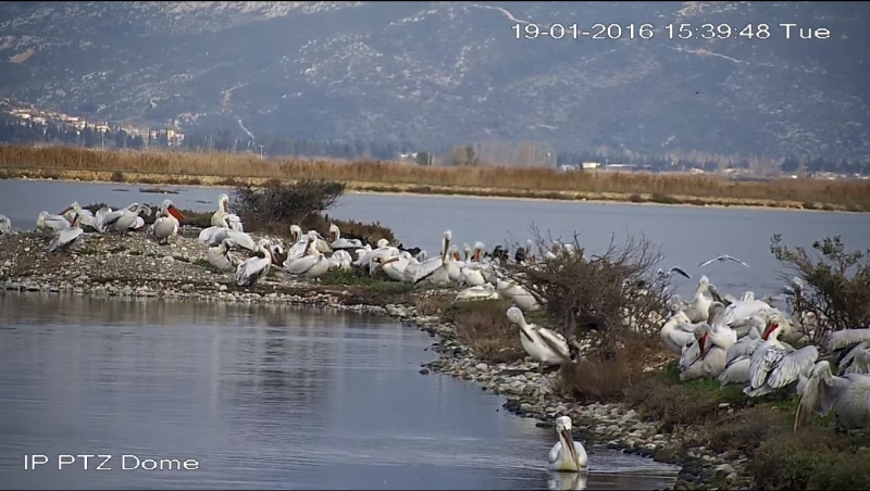 Πελεκάνοι στην Κλείσοβα (video)