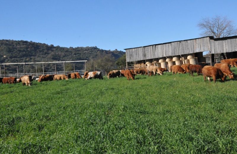 Προκηρύχθηκε το πρόγραμμα Βιολογικής Κτηνοτροφίας