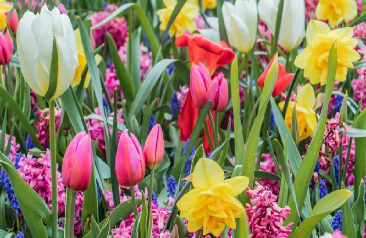 Ο κλάδος της ανθοκομίας είναι από τους δυναμικότερους της φυτικής παραγωγής