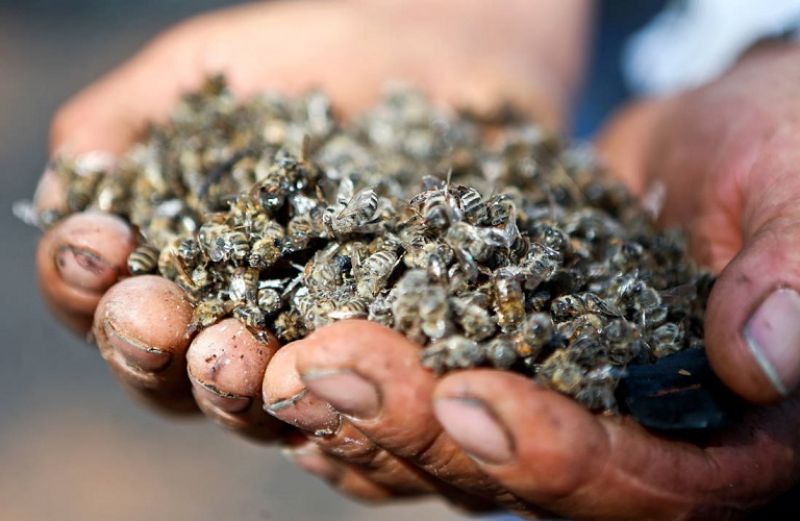 Πως θα είναι ο κόσμος μας αν εξαφανιστεί η μέλισσα