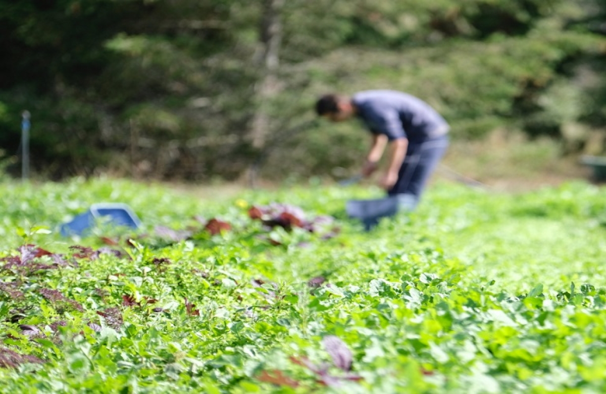 Καλλιέργειες: χρονολόγιο 2023