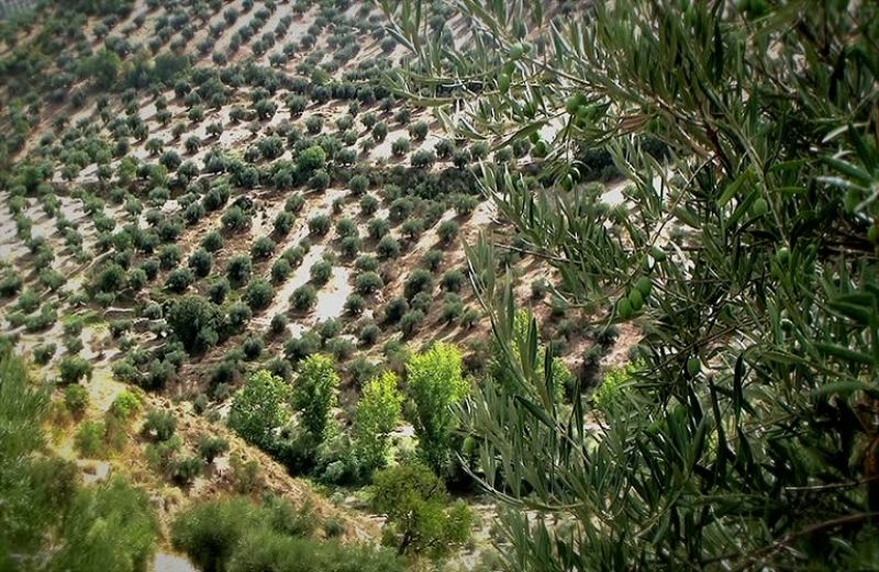 Καλλιέργεια ελιάς: οι ασθένειες της περιόδου