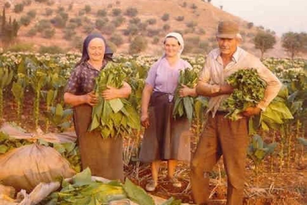 Μαζεύοντας καπνόφυλλα… αρμαθιάζοντας καπνοϊστορίες… γεφυρώνοντας γενιές…