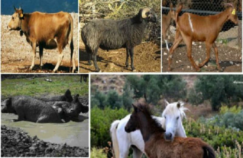 Γενετικοί Πόροι στην Κτηνοτροφία: Τι αλλάζει στην εφαρμογή του προγράμματος