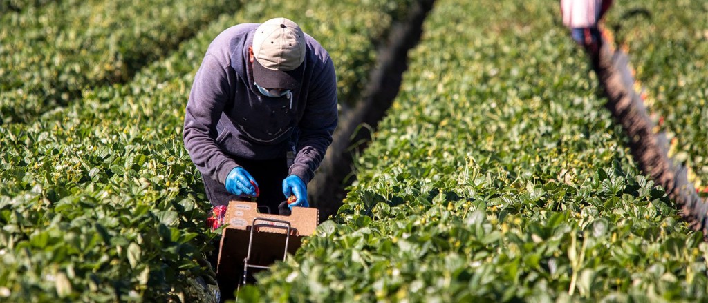 Δυτική Ελλάδα - Εργάτες γης: «Νάρκη» η έλλειψη «χεριών»