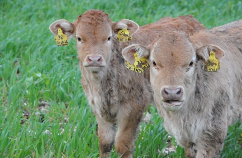 Διαχείριση της περιόδου αναπαραγωγής των αγελάδων