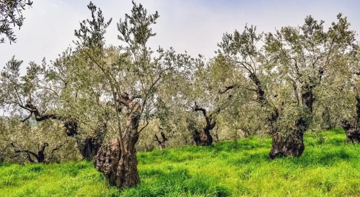 Στη δημιουργία μεταποιητικής μονάδας ελιάς προσανατολίζεται ο Συνεταιρισμός Καινούργιου