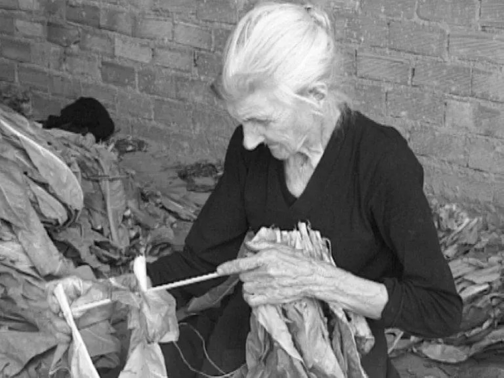 Αγρίνιο: «Μάνα μου καπνοφύτισσα» - Ο ύμνος των Χατζόπουλου - Παπαποστόλου για την αγρότισσα