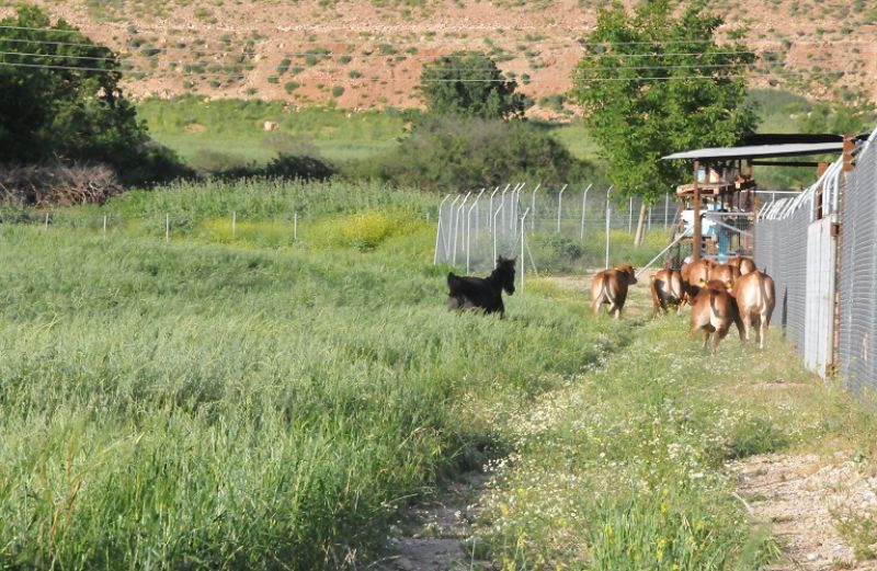 Υποβολή Παραστατικών για τα Βιολογικά