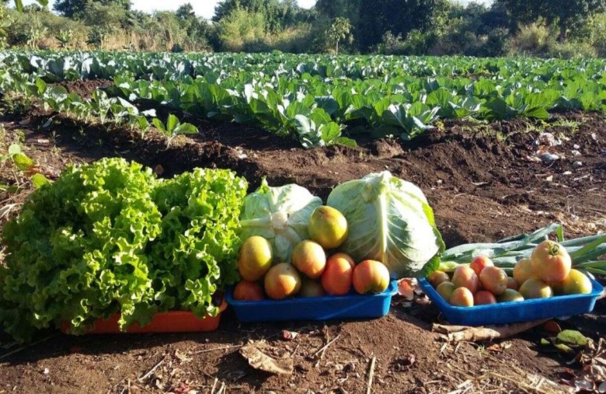 Ομάδες παραγωγών: παράταση στην υποβολή αιτημάτων πληρωμής