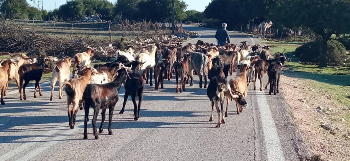 Από την παραδοσιακή στη σύγχρονη κτηνοτροφία. Αλλαγές και συνέχειες…